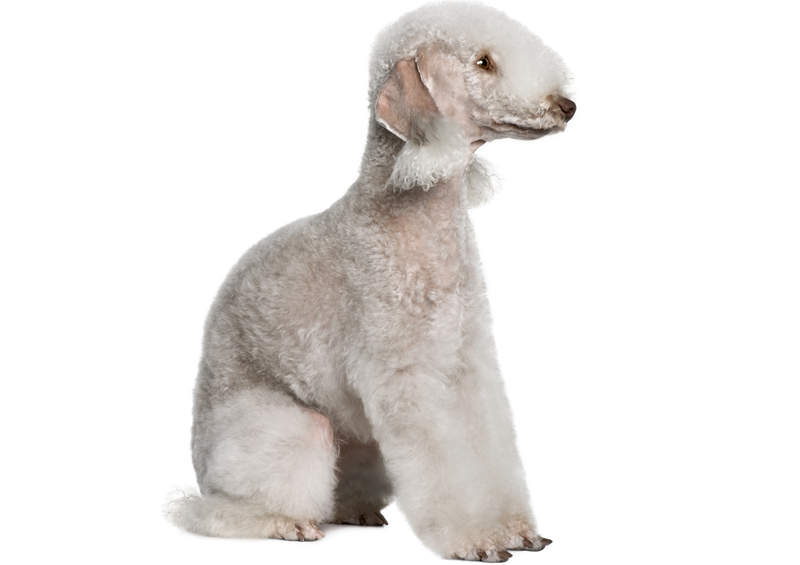 bedlingtono terjeras Bedlington Terrier