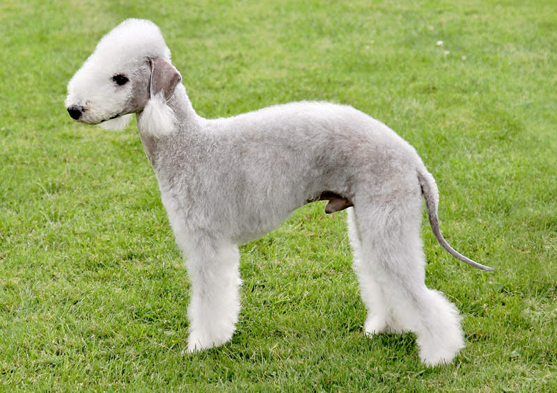 Bedlingtono terjeras (Bedlington Terrier)