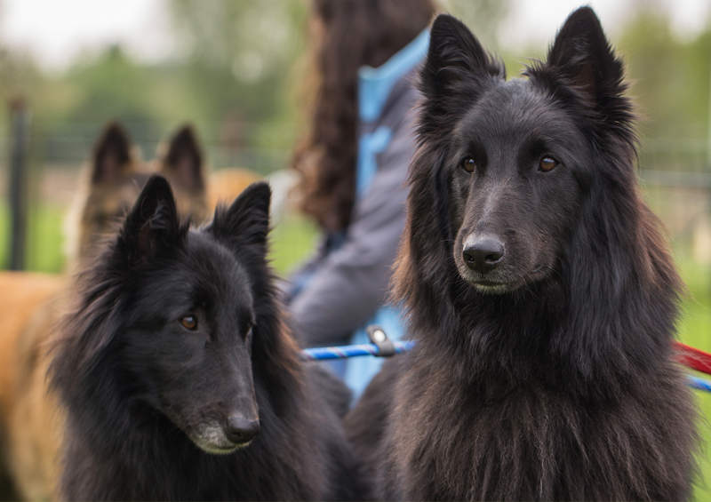 belgu aviganiai Griunendaliai Belgian Shepherd Groenendael