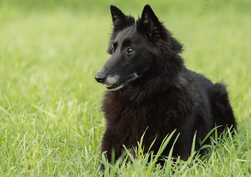 Belgų aviganis Griunendalis (Belgian Shepherd, Groenendael)