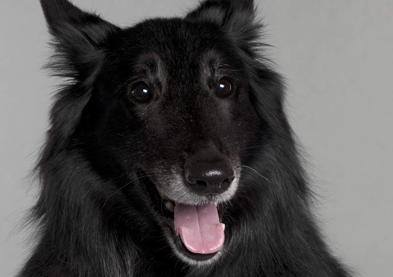 belgu aviganis Griunendalis Belgian Shepherd Groenendael