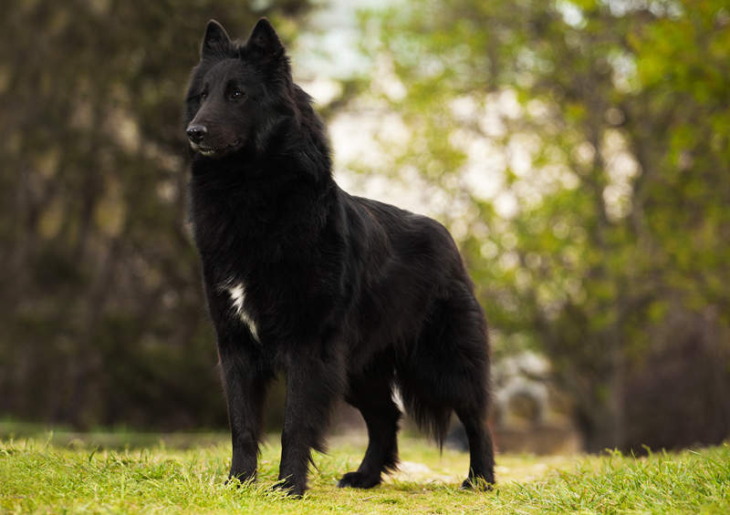 Belgų aviganis Griunendalis (Belgian Shepherd, Groenendael)