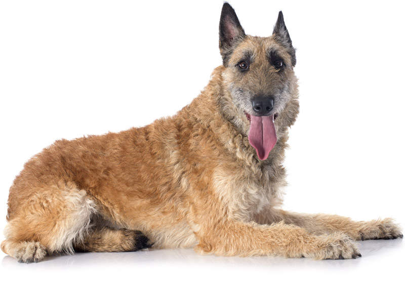 Belgų aviganis Lakenua (Belgian Shepherd, Laekenois)