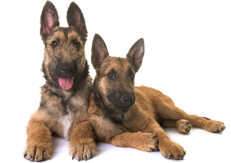 belgu aviganis lakenua suniukai Belgian Shepherd Laekenois