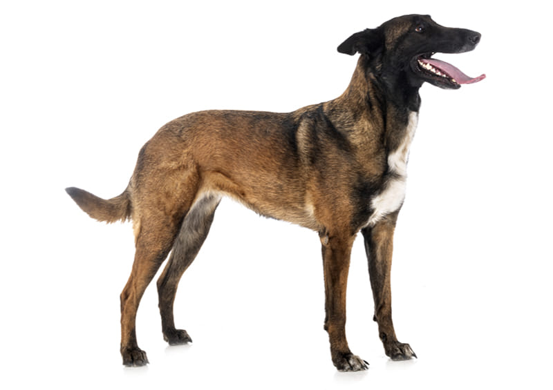 Belgų aviganis Malinua (Belgian Shepherd, Malinois)