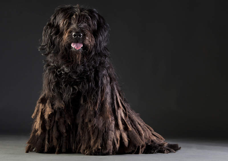 Bergamo aviganis (Bergamasco)