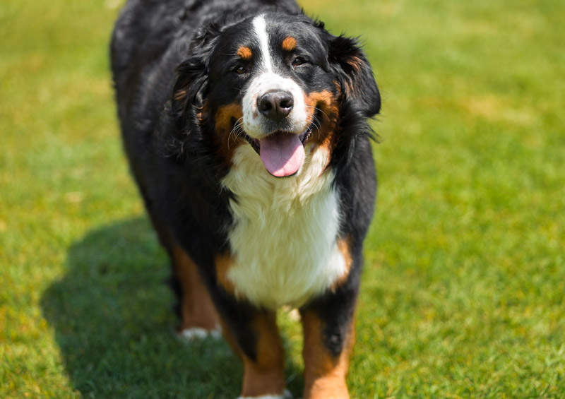 Berno Zenenhundas (Bernese Mountain Dog)