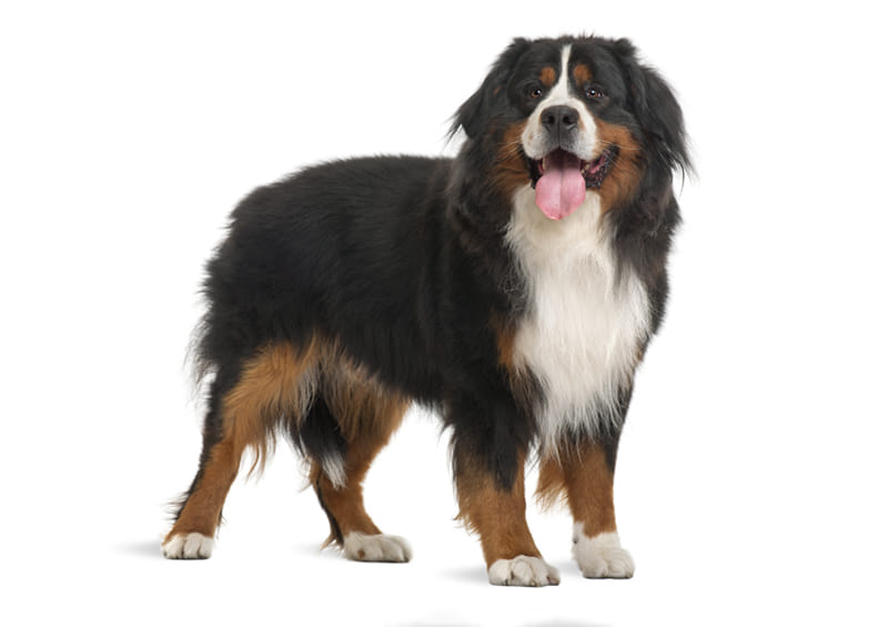 Berno zenenhundas (Bernese Mountain Dog)