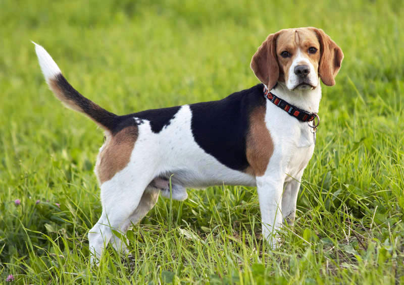 Biglis (Beagle)