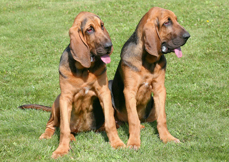 Bladhaundas (Bloodhound)