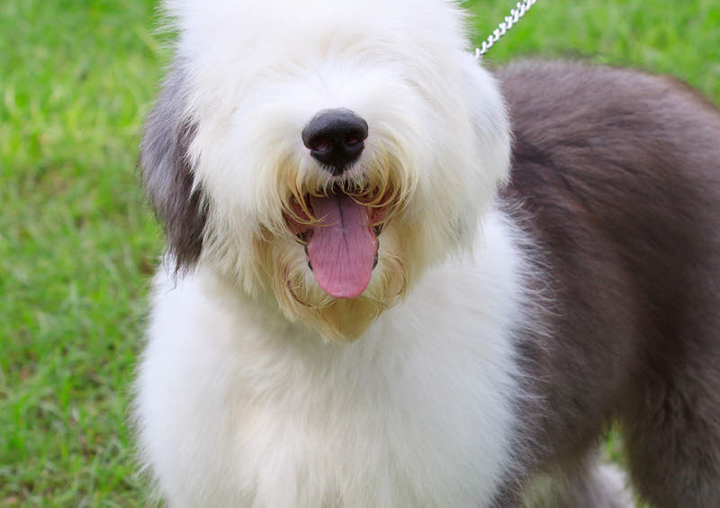 bobteilas Old English Sheepdog