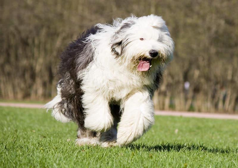bobteilas Old English Sheepdog