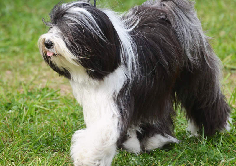 bobteilas Old English Sheepdog