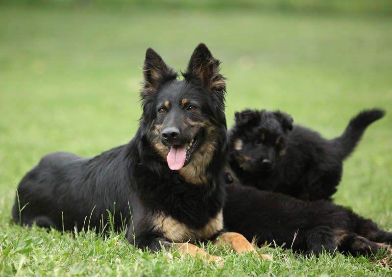 Bohemijos aviganis (Bohemian Shepherd)