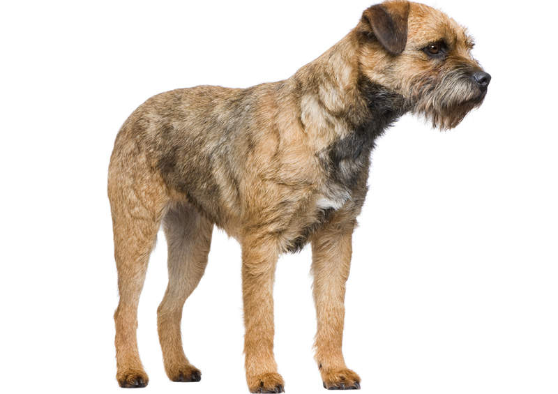 Border terjeras (Border Terrier)