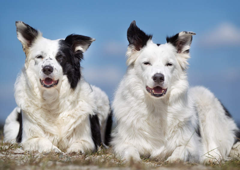 Borderkoliai (Border Collie)