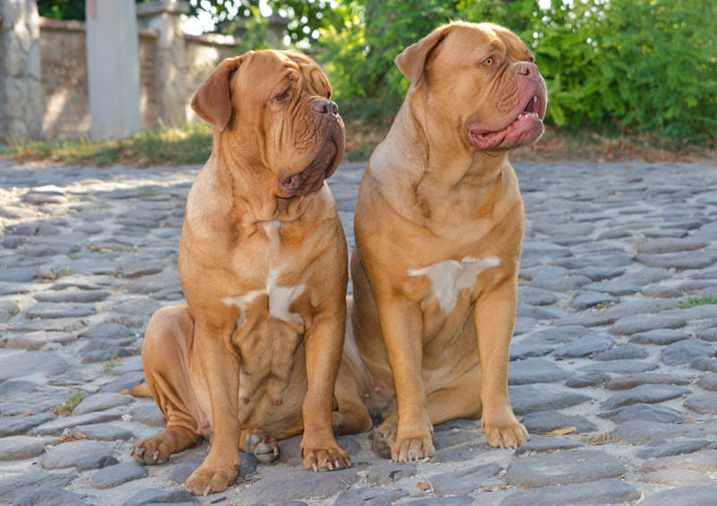 Bordo dogas (Dogue de Bordeaux)