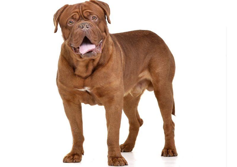 Bordo dogas (Dogue de Bordeaux)