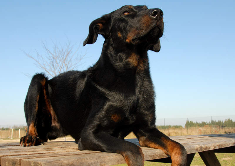 Boseronas (Beauceron)