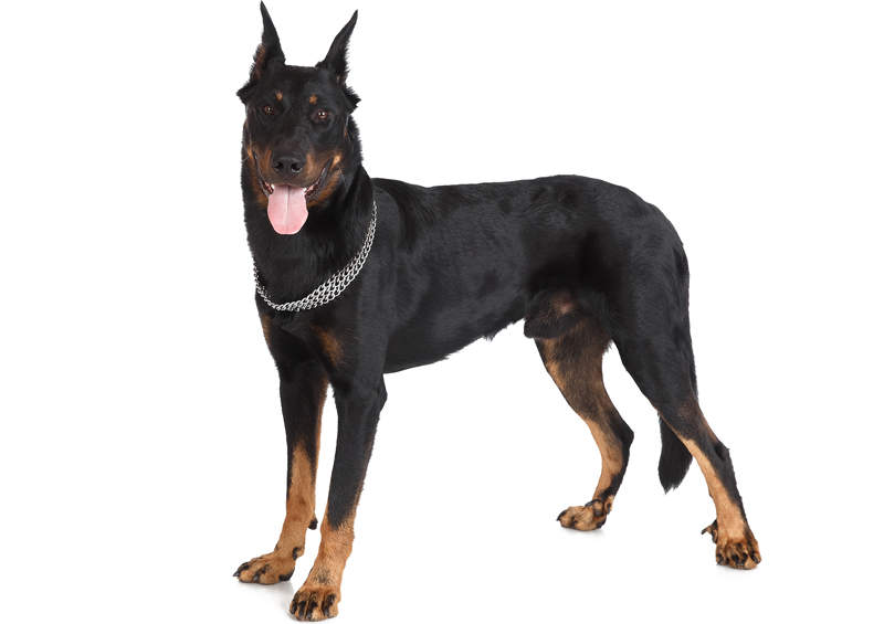 boseronas Beauceron