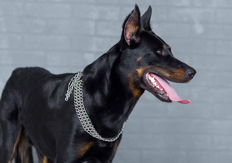 boseronas Beauceron