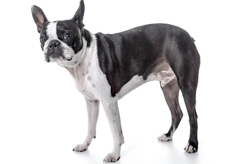 Bostono terjeras (Boston Terrier)