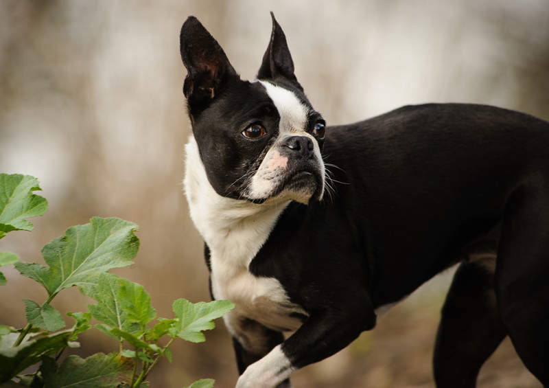 bostono terjeras boston terrier