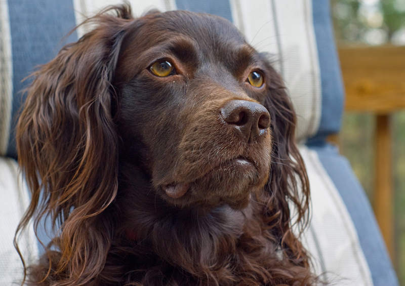 boykin spanielis Boykin Spaniel