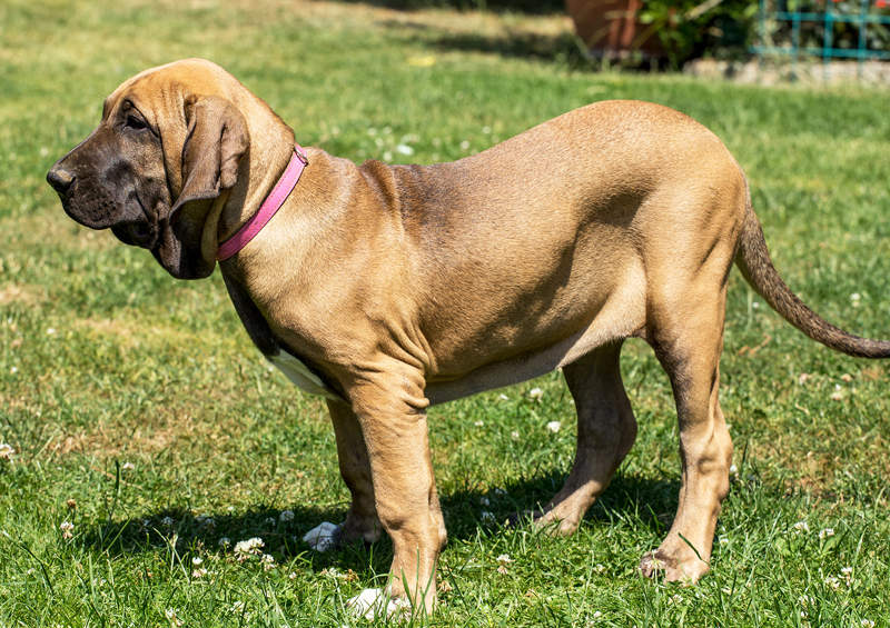 brazilu mastifo suniukas Fila Brasileiro