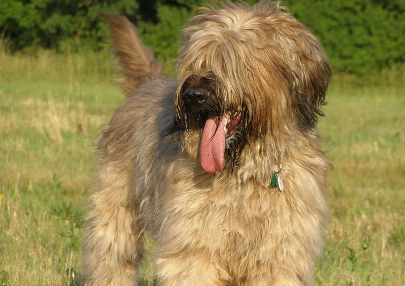 Briaras (Briard)