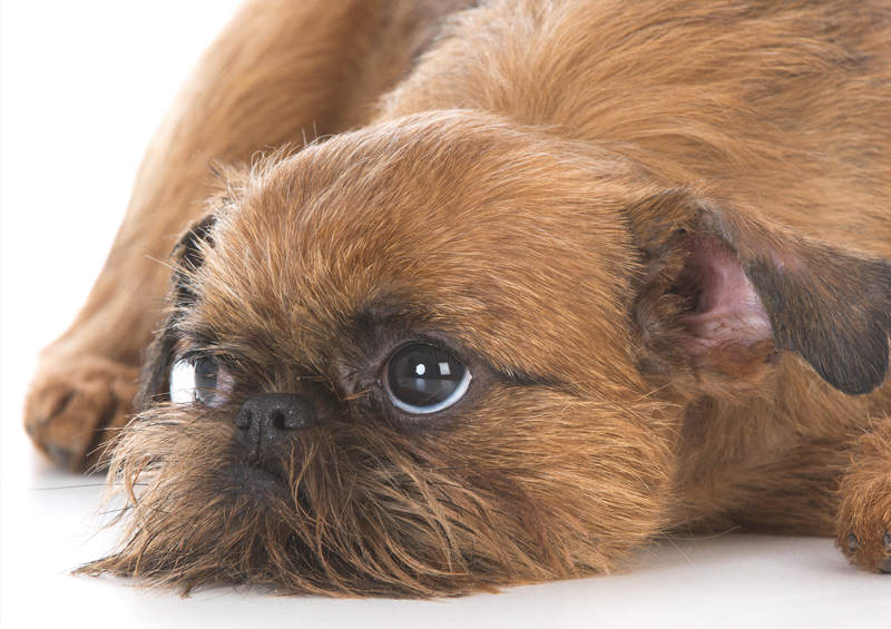 Briuselio grifonas (Brussels Griffon)