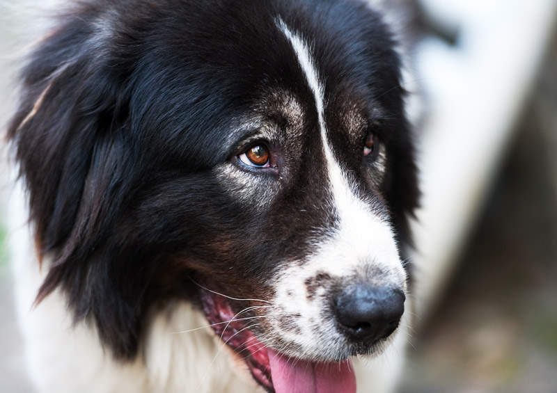 Bukovinos aviganis (Bucovina Shepherd Dog)