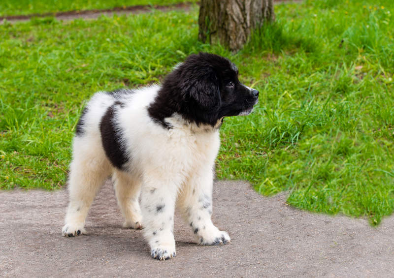 bulgarijos aviganio suniukas Bulgarian Shepherd Dog