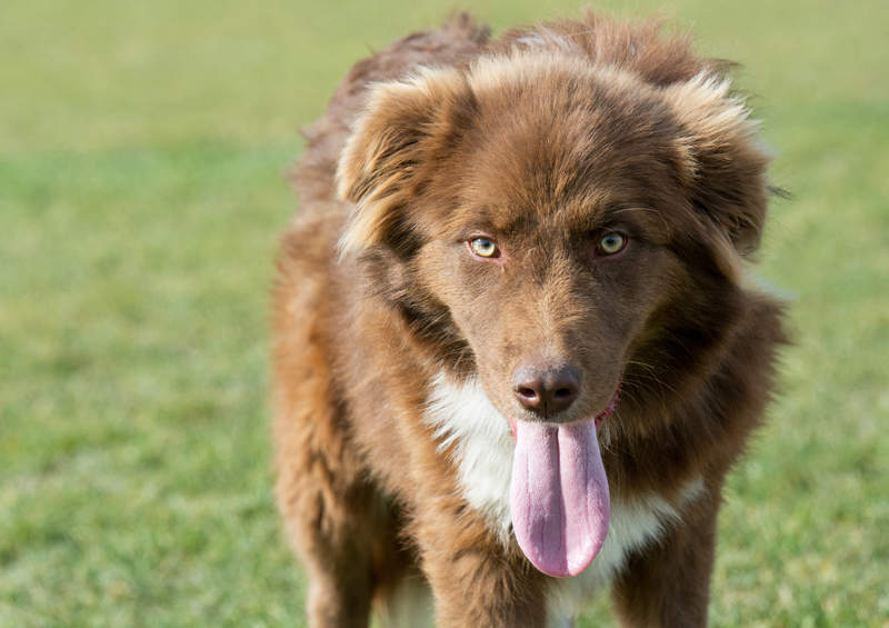 Bulgarijos aviganis (Bulgarian Shepherd Dog)