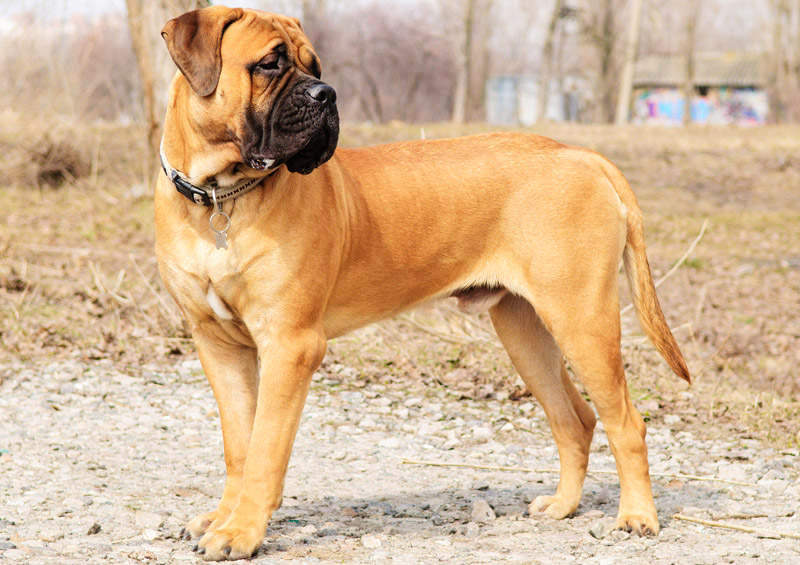 Bulmastifas (Bullmastiff)