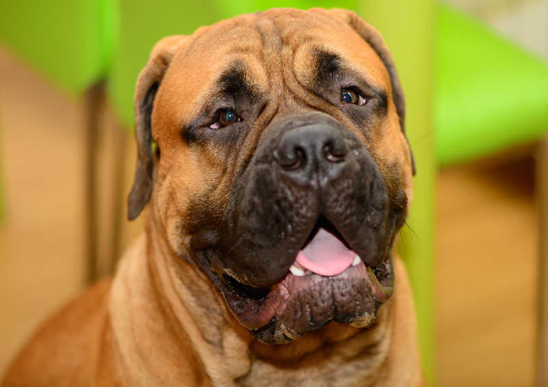 bulmastifas bullmastiff