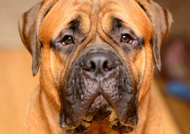 bulmastifas bullmastiff