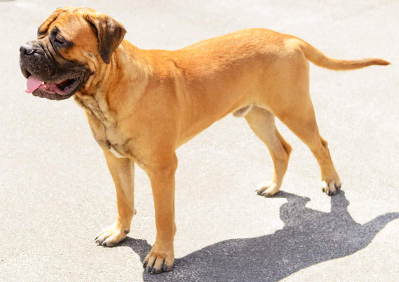 Bulmastifas (Bullmastiff)