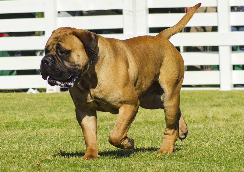 bulmastifas bullmastiff