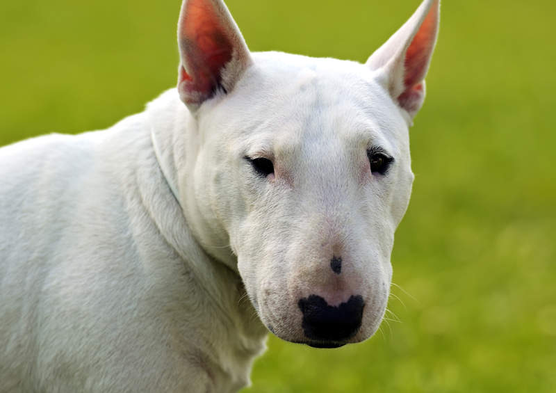 Bulterjeras (Bull Terrier)