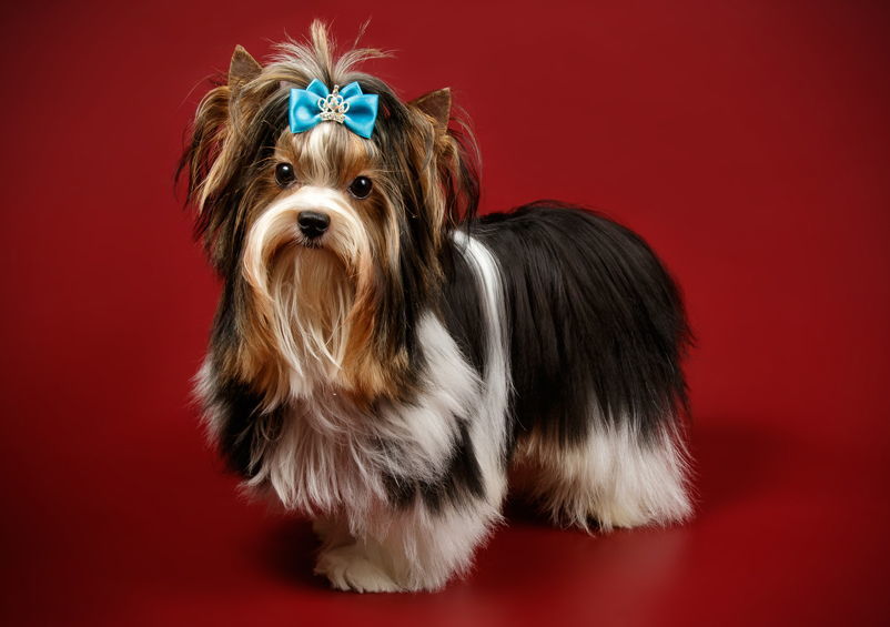 byverio terjeras biewer terrier