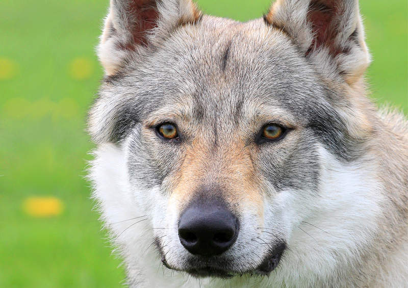 Čekoslovakų vilkšunis (Czechoslovakian Wolfdog)