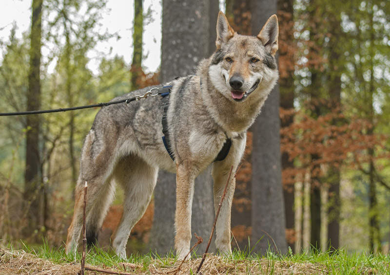 cekoslovaku vilksunis Czechoslovakian Wolfdog