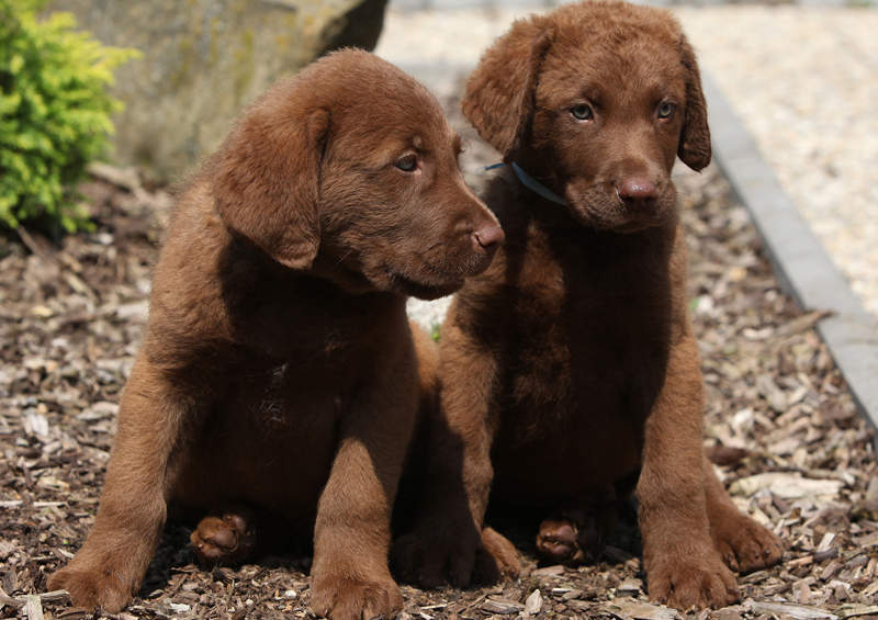 cesapyko ilankos retriverio suniukai Chesapeake Bay Retriever