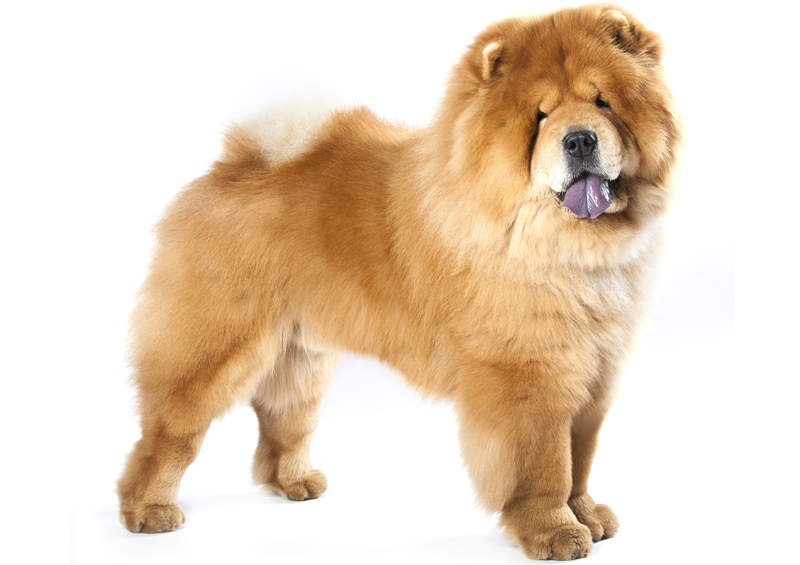 Čiau čiau (Chow Chow)