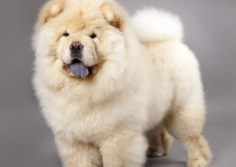 Čiau čiau (Chow Chow)