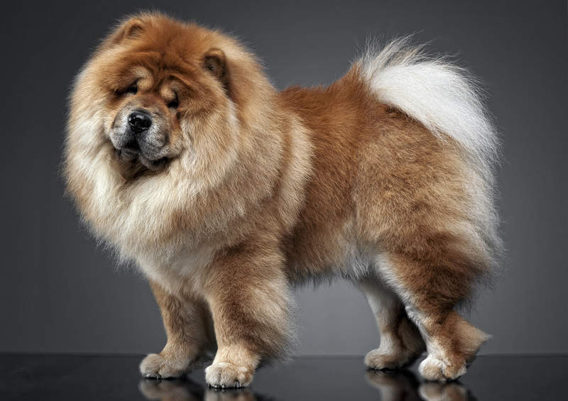 ciau ciau Chow Chow