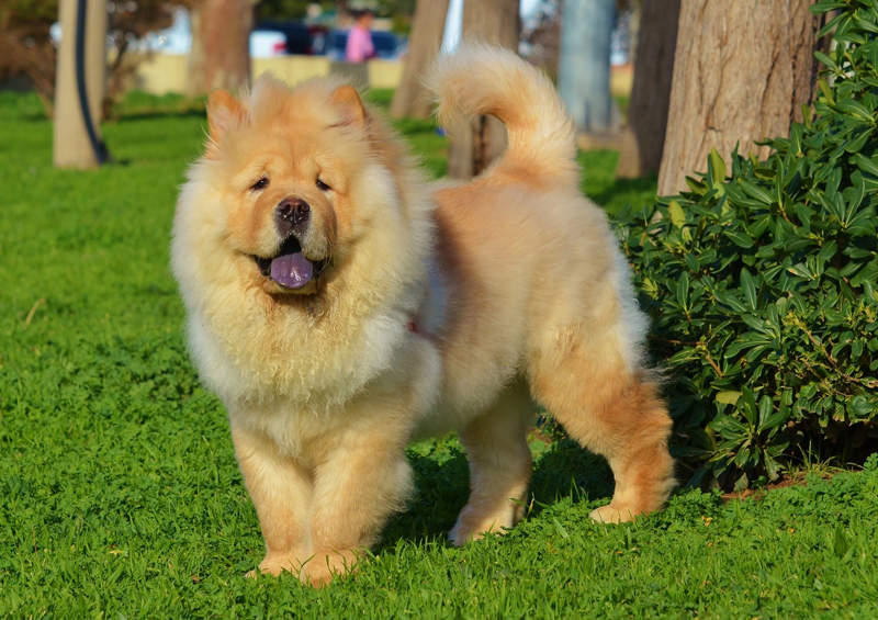 ciau ciau Chow Chow