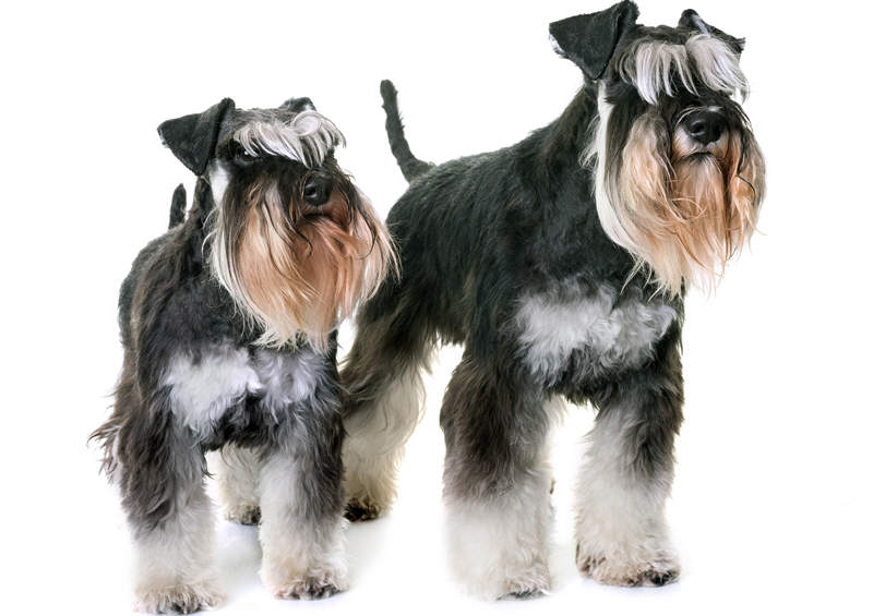 Cvergšnauceris (Miniature Schnauzer)