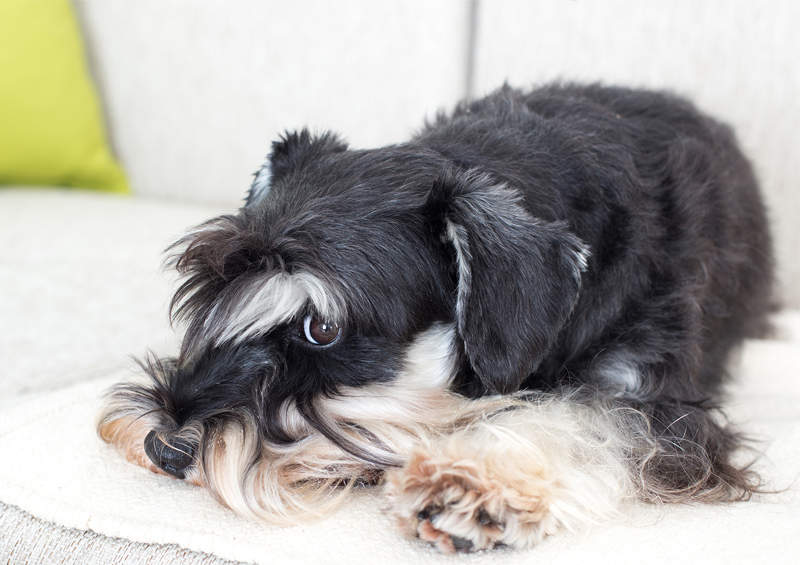 cvergsnauceris Miniature Schnauzer